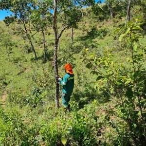imagem texto inventario florestal 1